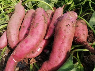 红薯苗 、西蓝花苗、 紫甘蓝苗、 黄心白菜苗、的培育与销售