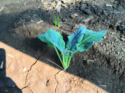 红薯苗 、西蓝花苗、 紫甘蓝苗、 黄心白菜苗、的培育与销售